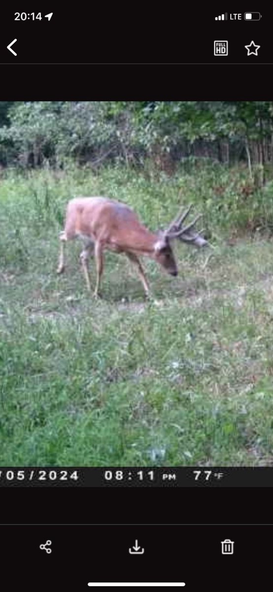 DanielMairet1's tweet photo. My BIL sent me this pic from last night on his farm. 
We might be slipping into the Shady Eighty while he is working this fall. 🤣🤣 https://t.co/p7mR1NIoOO