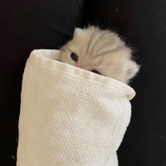 Catsillyness's tweet photo. Burrito https://t.co/ScXlJ0Z6al