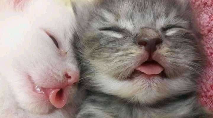 Catsillyness's tweet photo. Eepy cars https://t.co/OCwcGzJFoj