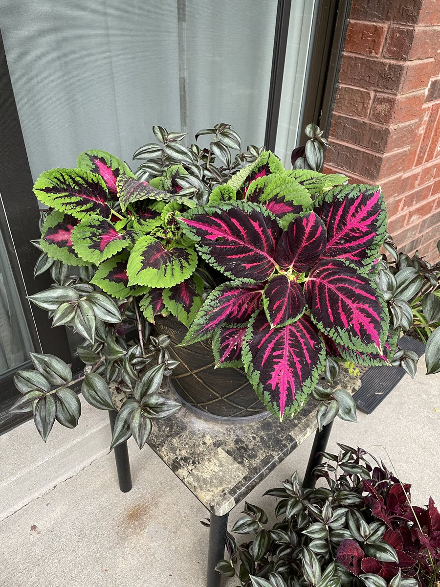 KatieMeinel's tweet photo. Just a little plant update since I’m a plant lady now (because I am not ready to be a cat lady yet). https://t.co/MNtjPsaKkx