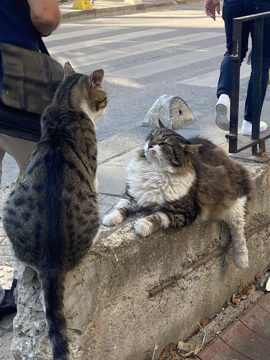 bugün böyle bir kraliçeyle karşılaştım