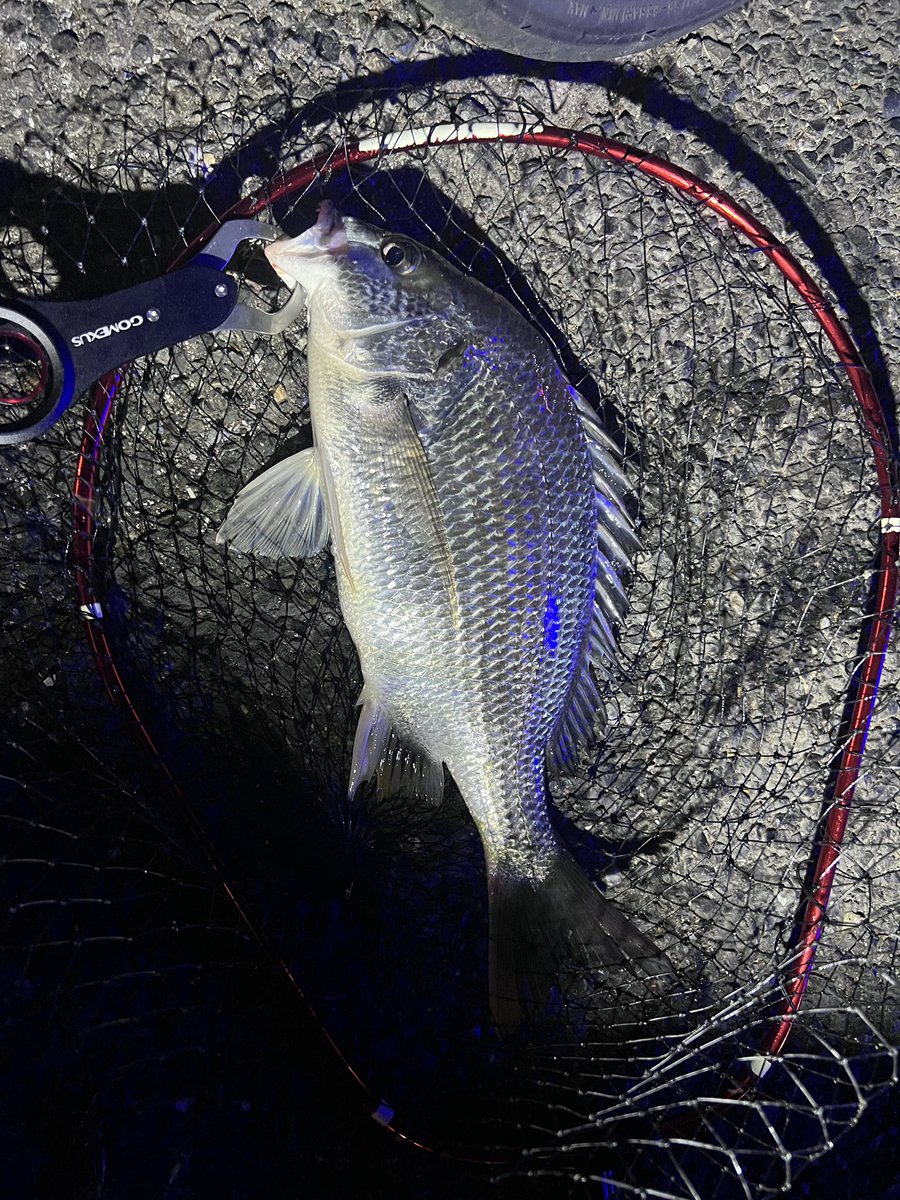 本日早速ゴメクサスさん（<a href="/GomexusFishing/">Gomexus Japan</a> ）から7周年記念で頂いたフィッシュグリップを使わせて頂きました😁
3時間で手のひらサイズ2枚含む計5枚ゲット❗️
使用感は質感も重厚感があり、使いやすい先端形状で閉じた口に滑り込ませるのもラクに出来ますね😊
#ゴメクサス7周年
#チニング