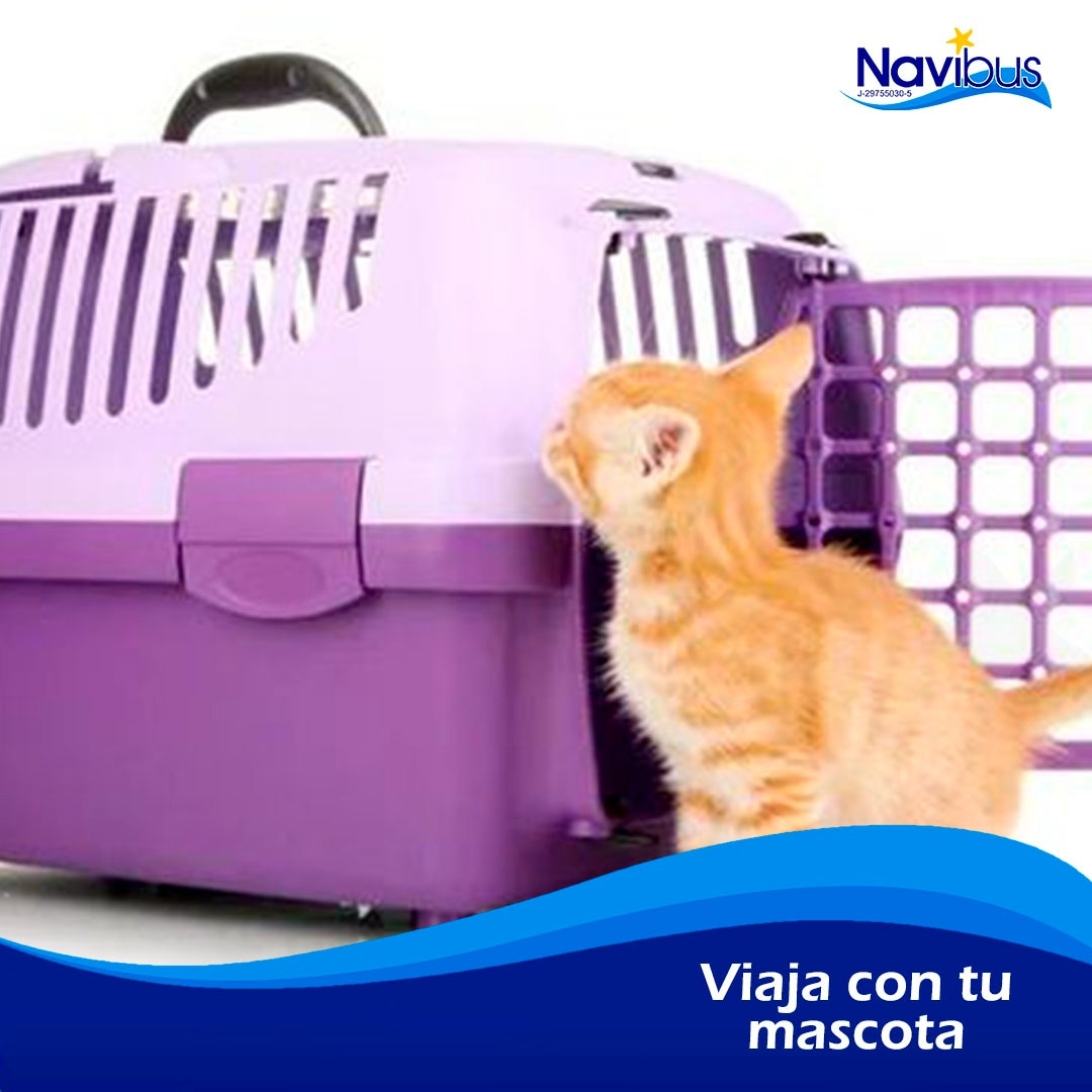 Navibus tweet media