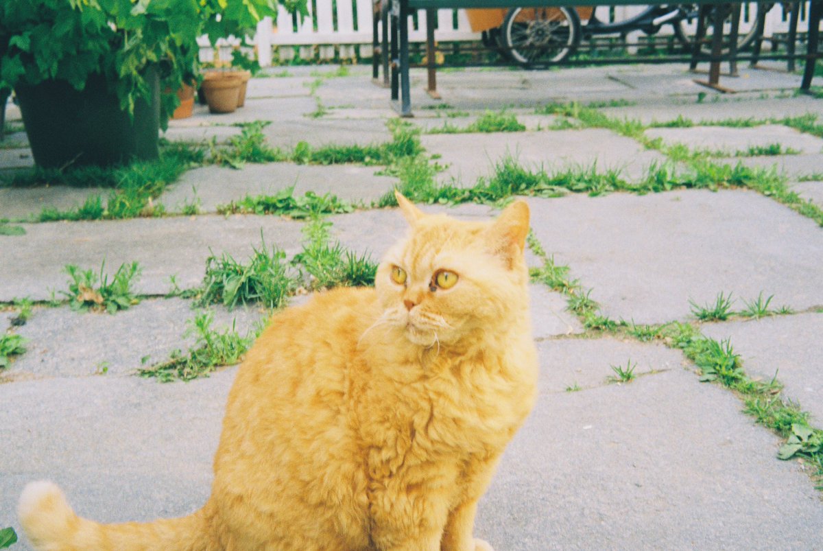 Milfhuntercash's tweet photo. «Født i feil katt» https://t.co/Nl1XqcSqw4
