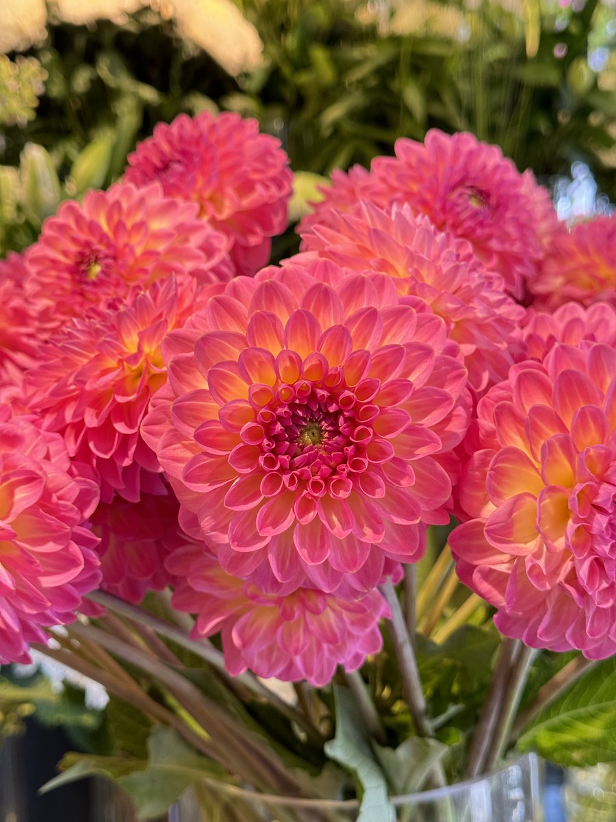 Dahlia season is in full bloom at our Belgravia boutique! Come experience the vibrant colours and intricate beauty of these stunning blooms. 

#NeillStrain #NeillStrainFloralCouture #FloralCouture #NSFC #London #FloralElegance #CoutureBlooms #Belgravia #Mayfair #Harrods