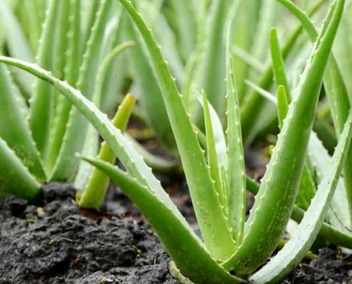 ANTI-CANCER REMEDY 

CHECK THREAD 👇