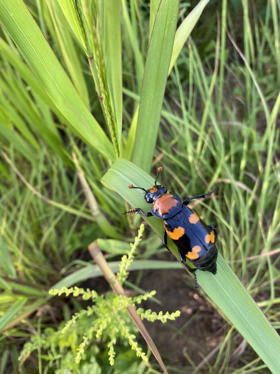 Samantha Hittson (@srhittson) on Twitter photo I’m a PhD student studying the American Burying Beetle. It’s the only federally threatened insect in Oklahoma. They are important for the ecosystem because they are decomposers. #RogueHunt <a href="/OKWildlifeDept/">Oklahoma Department of Wildlife Conservation</a> let me know if you want to collaborate I’m a PhD student studying the American Burying Beetle. It’s the only federally threatened insect in Oklahoma. They are important for the ecosystem because they are decomposers. #RogueHunt <a href="/OKWildlifeDept/">Oklahoma Department of Wildlife Conservation</a> let me know if you want to collaborate