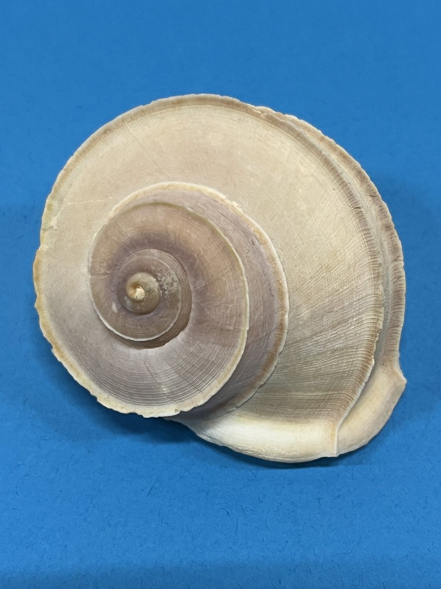 Tropidophora cuvieriana - now #extinct. This specimen found in leaf litter in a forest near Andasibe, east of Moramanga, in Madagascar. ugacollections.recollectcms.com/nodes/view/470…