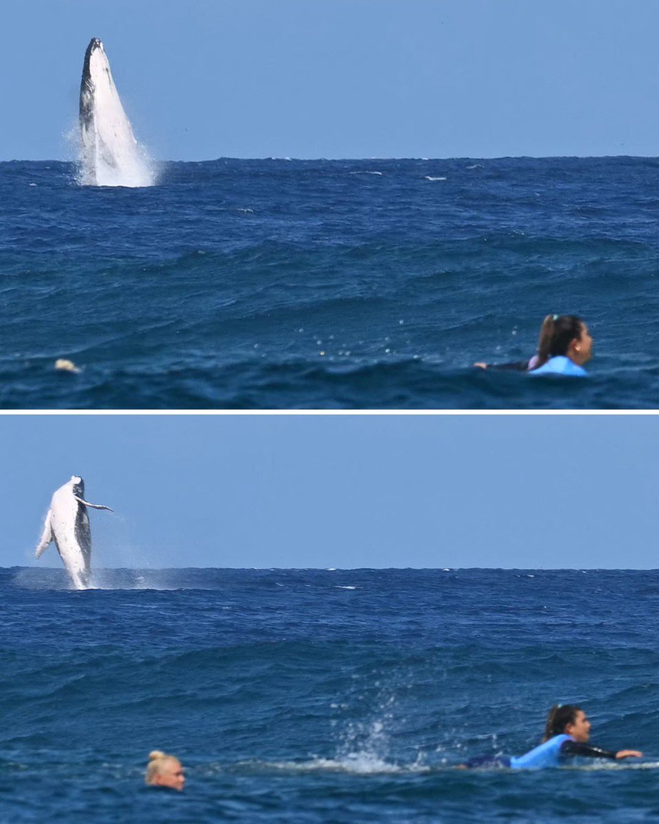 sportbible's tweet photo. A whale photobombed Costa Rica’s Brisa Hennessy during the Women’s Surfing semi-finals at the Olympics 🤯🐋 https://t.co/YkapqW77Ei