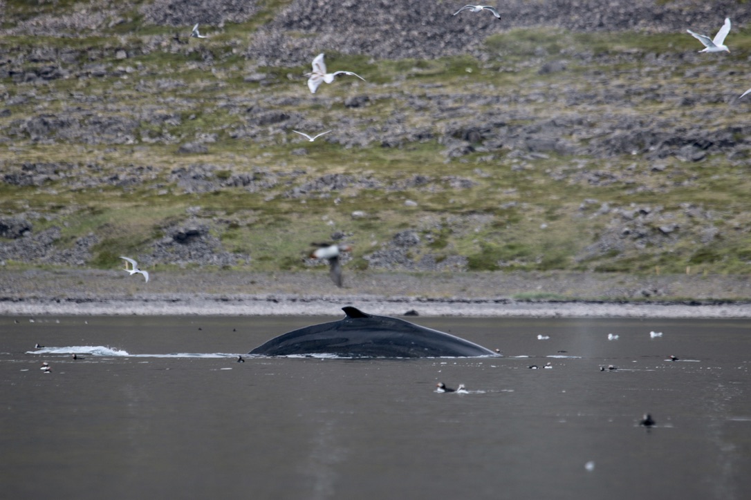 Whale Wise tweet media