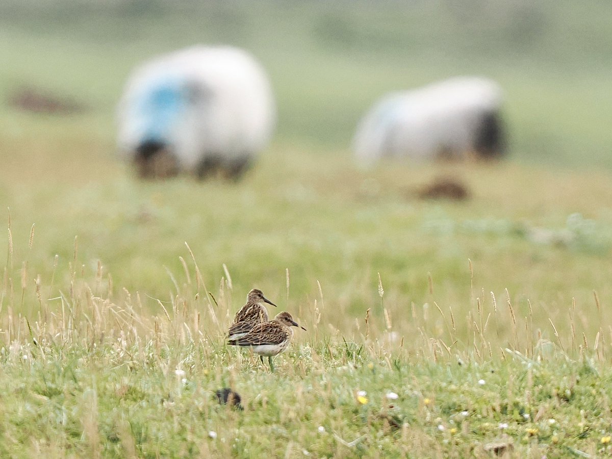 Micheal O'Briain (@mogobriain) on Twitter photo A pair of #Dunlin have raised 2 young this summer at the Valley/Sandybanks #AchillIsland - this seriously threatened Irish nesting bird had not been recorded breeding locally since 1995 - success has been achieved thanks to the <a href="/LIFEonMachair/">LIFE on Machair / SAOL ar an Mhachaire</a> project & support of local community A pair of #Dunlin have raised 2 young this summer at the Valley/Sandybanks #AchillIsland - this seriously threatened Irish nesting bird had not been recorded breeding locally since 1995 - success has been achieved thanks to the <a href="/LIFEonMachair/">LIFE on Machair / SAOL ar an Mhachaire</a> project & support of local community