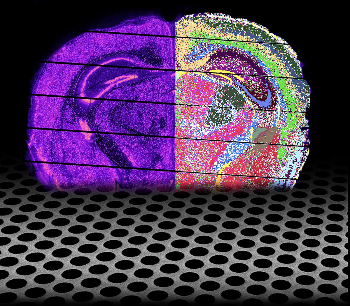 VIB (@viblifesciences) on Twitter photo 🧐 Are you a gene expression profiler? Check out Nova-ST, the new open source transcriptomics platform by @steinaerts (<a href="/CBD_VIB/">VIB-KU Leuven Center for Brain & Disease Research</a>, <a href="/_VIB_AI/">VIB.AI</a>), published in <a href="/CellRepMethods/">Cell Reports Methods</a>.
vibbio.tech/3LTbHFZ
#neuroscience #genetics 🧐 Are you a gene expression profiler? Check out Nova-ST, the new open source transcriptomics platform by @steinaerts (<a href="/CBD_VIB/">VIB-KU Leuven Center for Brain & Disease Research</a>, <a href="/_VIB_AI/">VIB.AI</a>), published in <a href="/CellRepMethods/">Cell Reports Methods</a>.
vibbio.tech/3LTbHFZ
#neuroscience #genetics
