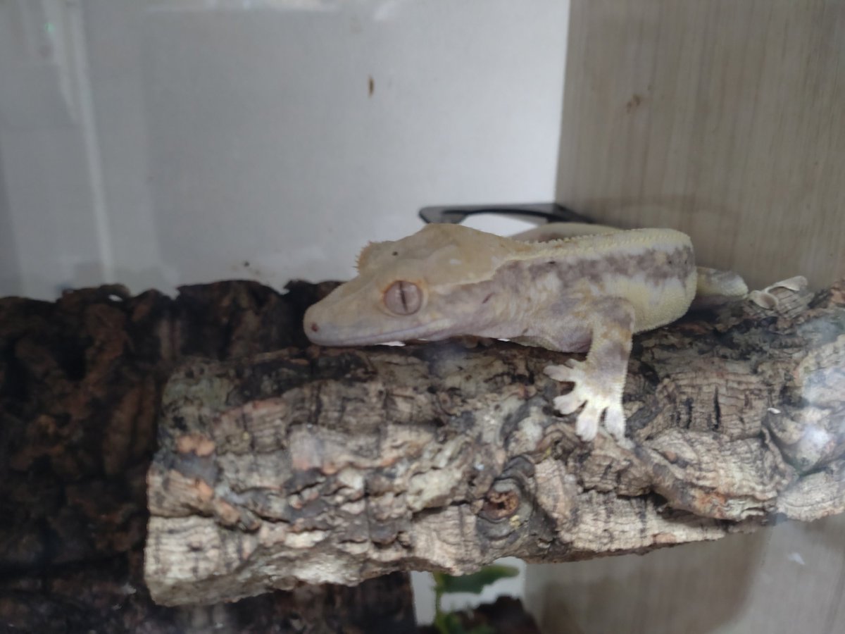 hi42ki's tweet photo. 6／28にあげたクレス！だいぶ大きくなってダルメシアンぽい🧐

この子達は目を閉じなくても立ってても寝てる？クレスは寝てないか！！！

トカゲは全員爆睡で相手にしてくれない😱
寝れそうにないから癒されたくてまた覗きに行きます😵 https://t.co/ymRVgfSPu2