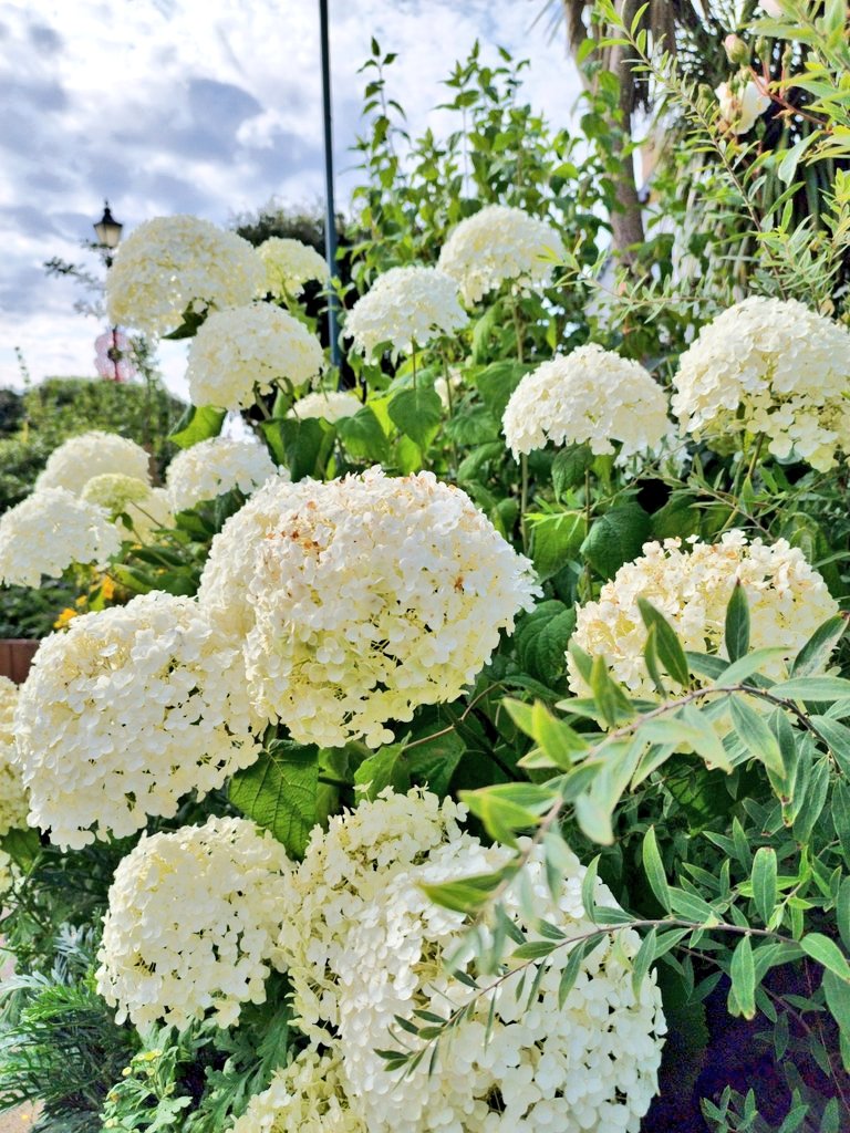 stephenGary90's tweet photo. Sensory garden 📸💐 https://t.co/gk4y0cmlPy
