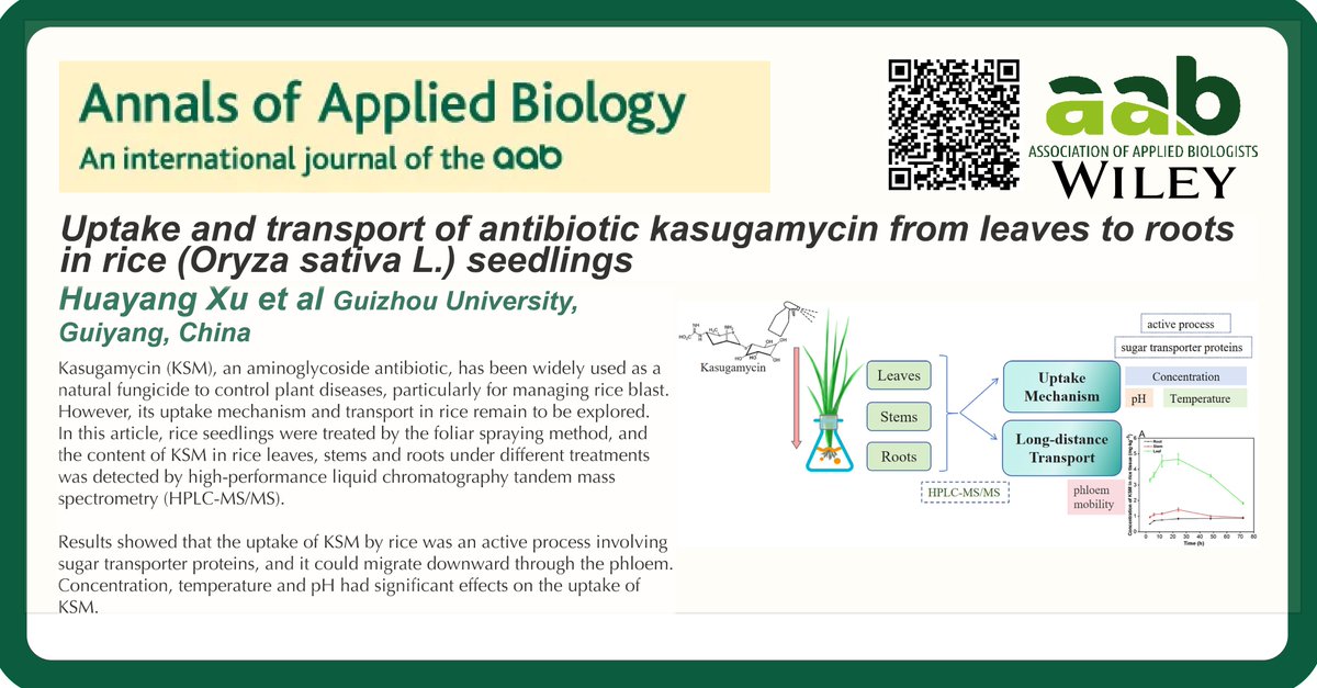 Annals of Applied Biology (@annalsapplbio) on Twitter photo Uptake and transport of antibiotic kasugamycin from leaves to roots in rice (Oryza sativa L.) seedlings 🦠🌾
<a href="/wileyplantsci/">Wiley Plant Science</a> <a href="/GuizhouU/">Guizhou University</a>
onlinelibrary.wiley.com/doi/full/10.11… Uptake and transport of antibiotic kasugamycin from leaves to roots in rice (Oryza sativa L.) seedlings 🦠🌾
<a href="/wileyplantsci/">Wiley Plant Science</a> <a href="/GuizhouU/">Guizhou University</a>
onlinelibrary.wiley.com/doi/full/10.11…
