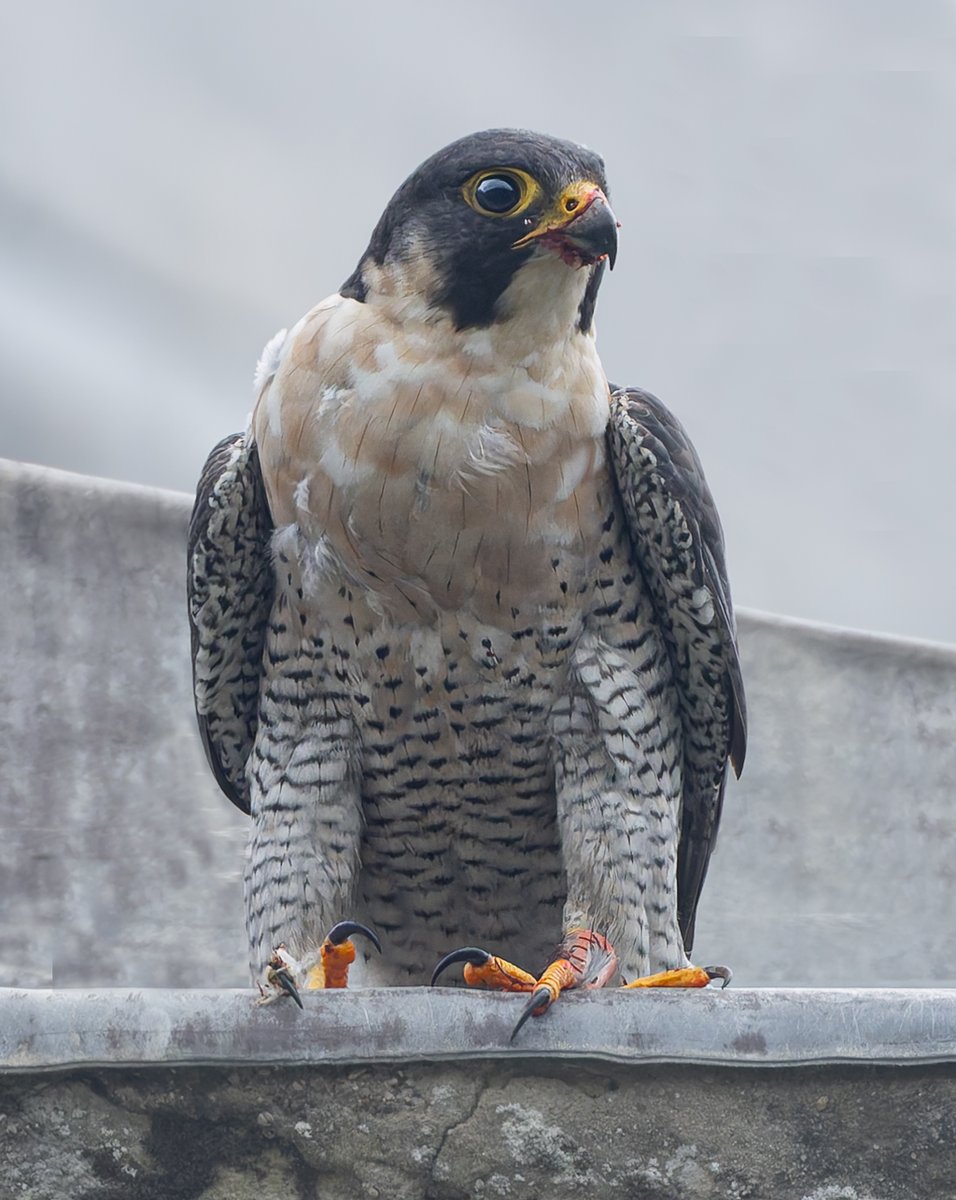 Male peregrine falcon , Romsey.