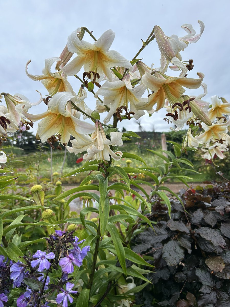 Zara Gordon Lennox tweet media