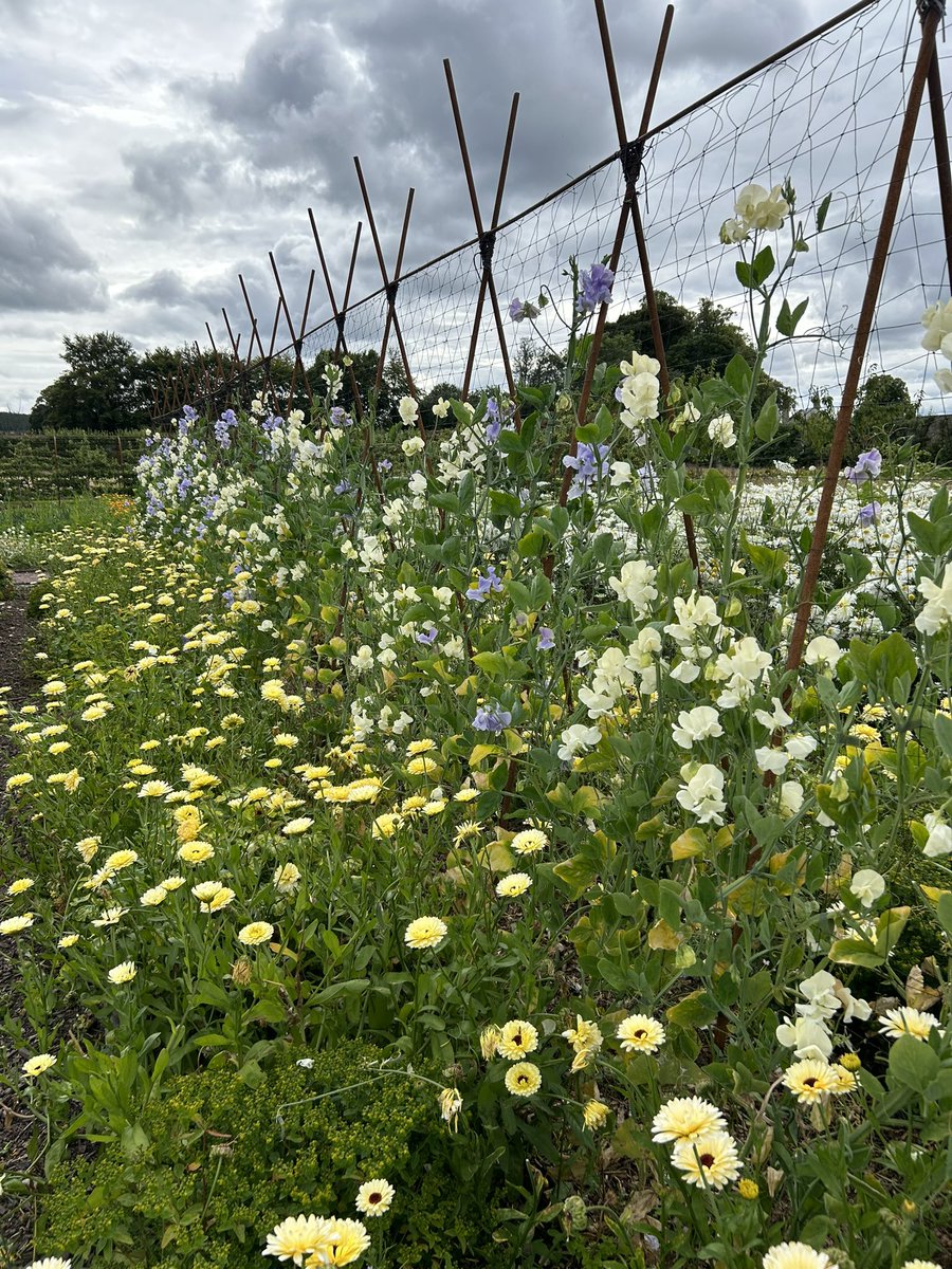 Zara Gordon Lennox tweet media