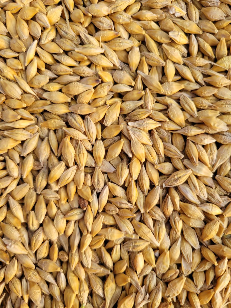 Theo Jansen tweet media