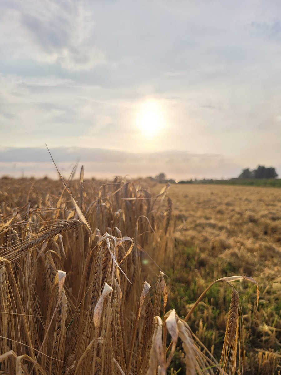 Theo Jansen tweet media