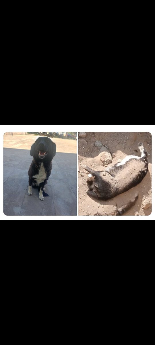 KraCrn's tweet photo. Üç bacaklı anne köpeği yavruları ile beraber öldürebilecek kadar insanlıktan çıkan sizin ve sizin bu kana susamisliginiza yol veren en az sizin kadar eli kanlı güruhun anladık ki,
Allah korkusu yok.
Kuldan utanması yok.
Edebi yok, ahlaki yok.
Ama bilin ki devran dönecek. Er yada geç dönecek. Sadece bu katlettiginiz köpek için bile dönecek o devran. Sırtınızı o gün kime yaslayacak siniz?

#nigdedekatliamvar