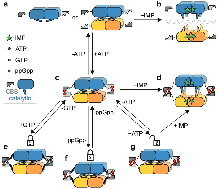 tm_kouba's tweet image. IMP,  ATP, GTP and ppGpp poke the #mycobacterial inosine-5′-monophosphate dehydrogenase.  Another #cryoEM paper from @IOCBPrague. rdcu.be/dP9T1