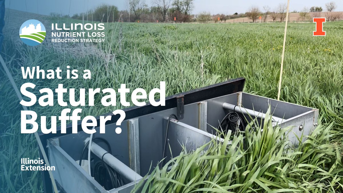 Saturated buffers offer an edge-of-field solution for farmers to minimize nitrogen runoff and improve water quality in Illinois and beyond. Learn more about how saturated buffers work at extension.illinois.edu/videos/what-sa…
 
<a href="/ILAgriculture/">IL Department of Ag</a> <a href="/ILEPA/">Illinois EPA</a> <a href="/ILextension/">Illinois Extension</a>