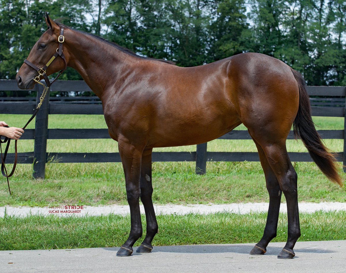 HunterValleyKY's tweet image. Selling tonight @FasigTiptonCo hip 1⃣7⃣1⃣ barn 2⃣ @HunterValleyKY filly by leading sire #UncleMo @coolmoreamerica half to G2 Gazelle winner