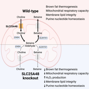 Cell_Metabolism's tweet image. New!  Online now: SLC25A48 controls mitochondrial choline import and metabolism dlvr.it/TBZwfD