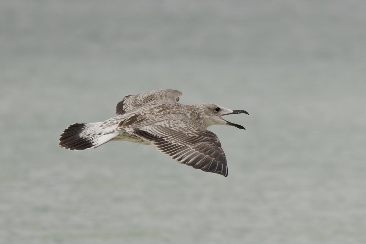 xbirder's tweet photo. Had a chance to visit Cromer yesterday and take a look at the Caspian Gulls on the beach. At least 4 Juveniles (2 with colour rings German and Dutch) an adult with a Polish ring and a 1st summer bird. Great to see so many Caspian Gulls gathered together #Birding #Norfolk #Caspo https://t.co/7z3mqauIIE