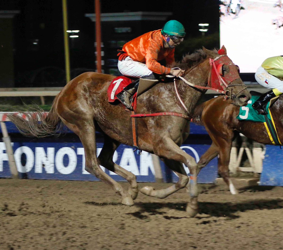 HarasCarioca's tweet photo. Danger Girl (#Katmai y Danger Sign), criada en @HarasCarioca y vendida en subasta en una módica suma, ganó el sábado en @hipodromo_chile.

👉🏼 El próximo 20 de agosto ofreceremos hijos de #Katmai y #GoodSamaritan en nuestro #Remate2024. Visita https://t.co/WzfopWmSy2 y @fzremates https://t.co/XvpCecZ79G