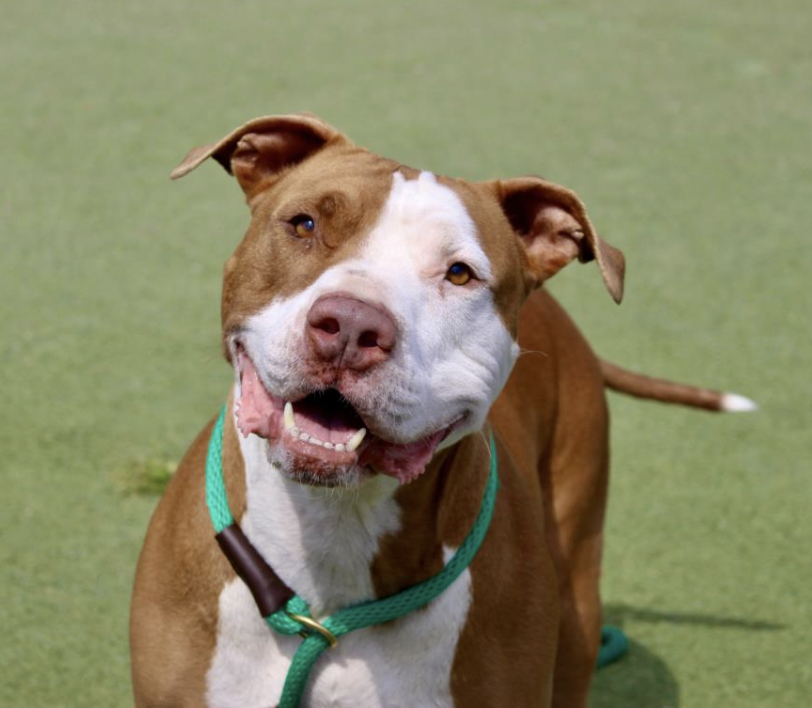 LACityPets's tweet photo. Meet some of our adoptable dogs from our West LA Center! πΎ
πΆ Marquez #A2140057
πΆ Skye #A2152948
πΆ Oni #A2150422
πΆ Baxter #A2017935
#lacitypets #adoptashelterdog #GetYourRescueOn #DOGust #HumaneLA #adopt https://t.co/39iUh3ZOqA
