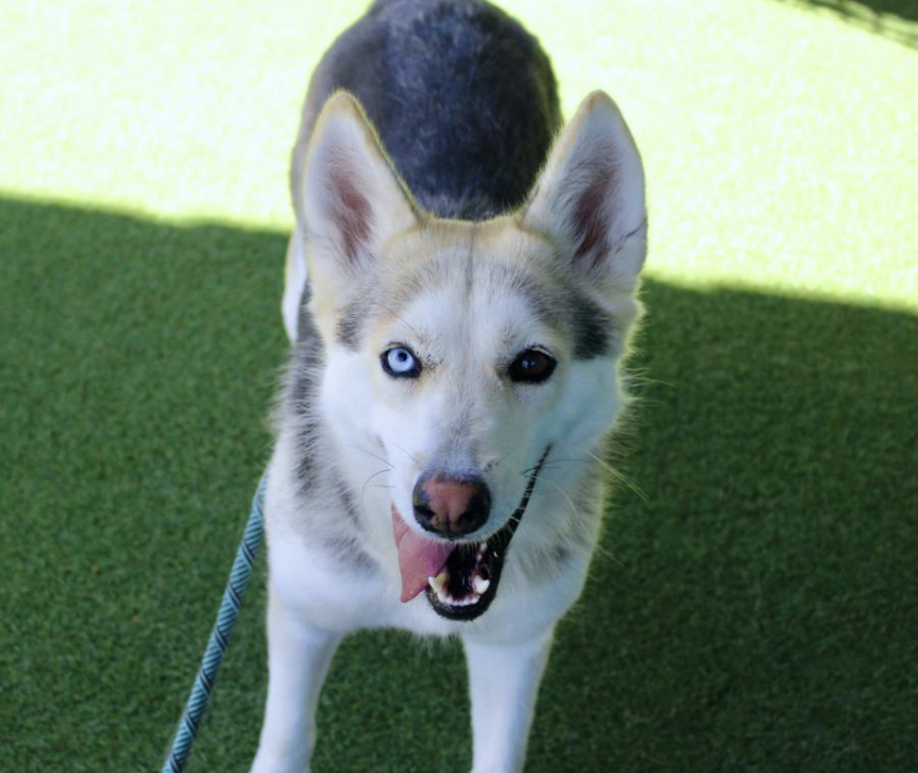 LACityPets's tweet photo. Meet some of our adoptable dogs from our West LA Center! πΎ
πΆ Marquez #A2140057
πΆ Skye #A2152948
πΆ Oni #A2150422
πΆ Baxter #A2017935
#lacitypets #adoptashelterdog #GetYourRescueOn #DOGust #HumaneLA #adopt https://t.co/39iUh3ZOqA