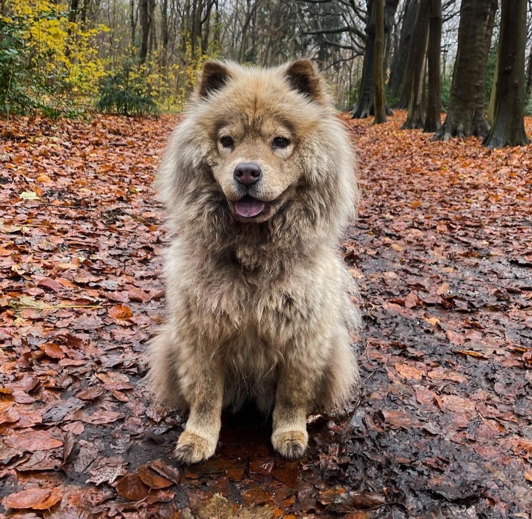 This is Wolff. He does not know why people occasionally come up to him for side quests. But he always gives them one. 13/10