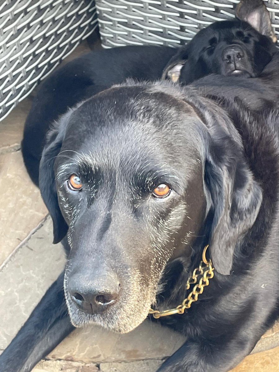 Retired Police Dogs Merseyside tweet media