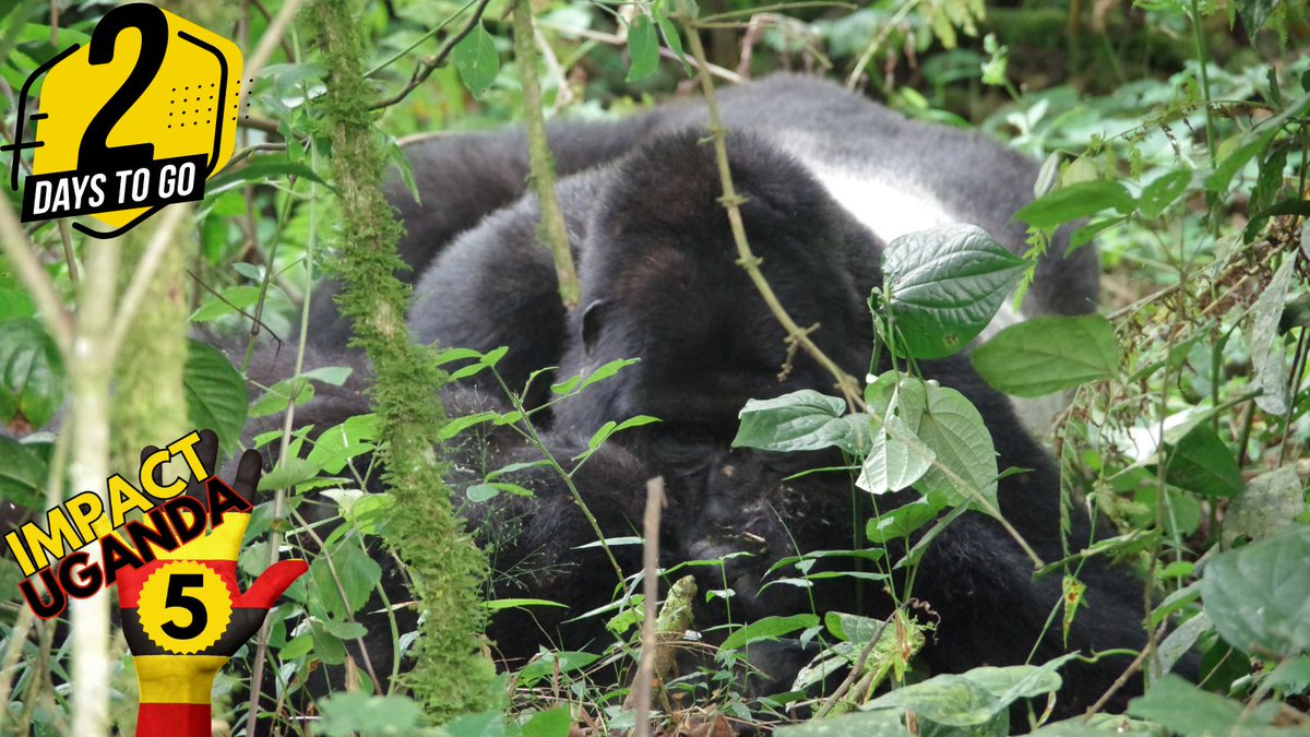 TrueImpact7's tweet photo. It's Relaxation Day. Who knew? This silverback knew. But I really think he looks like this every day.  For the Impact Uganda Fun Run, you can relax, but not until after you get registered.
.
https://t.co/y6NAfrYXTI

#5k #10k #funrun #Uganda #walking #running #feedthechildren https://t.co/aKDcVL4DjC
