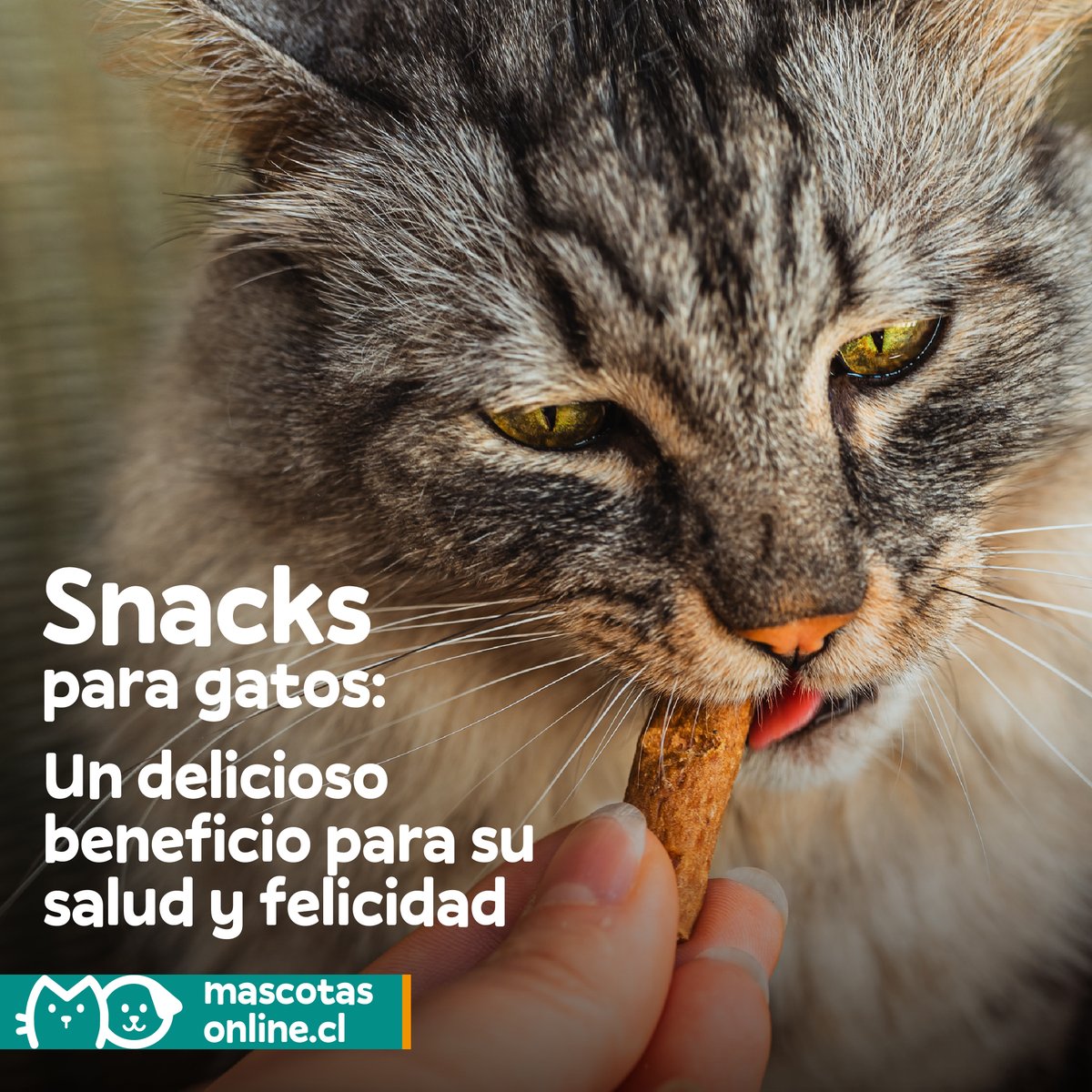 mascotas_online's tweet photo. Los snacks para gatos son más que un premio. 🐾 Fortalecen el vínculo, promueven una dieta balanceada y mantienen a tu felino feliz. 🎉✨ En FIT FORMULA tenemos snacks saludables que harán ronronear a tu gato. 😻💚 ¡Descúbrelos ahora! 🐱👇 #MascotasOnline #CatLovers #FitFormula https://t.co/oD3apFKyI1