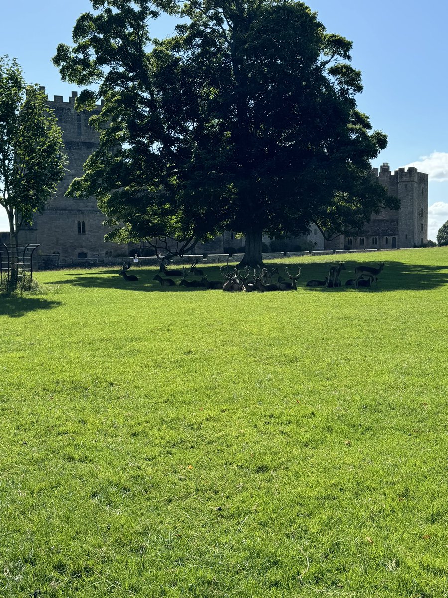 Deer , a castle and a huge tree what more can you want in a picture ! #TreeClub
