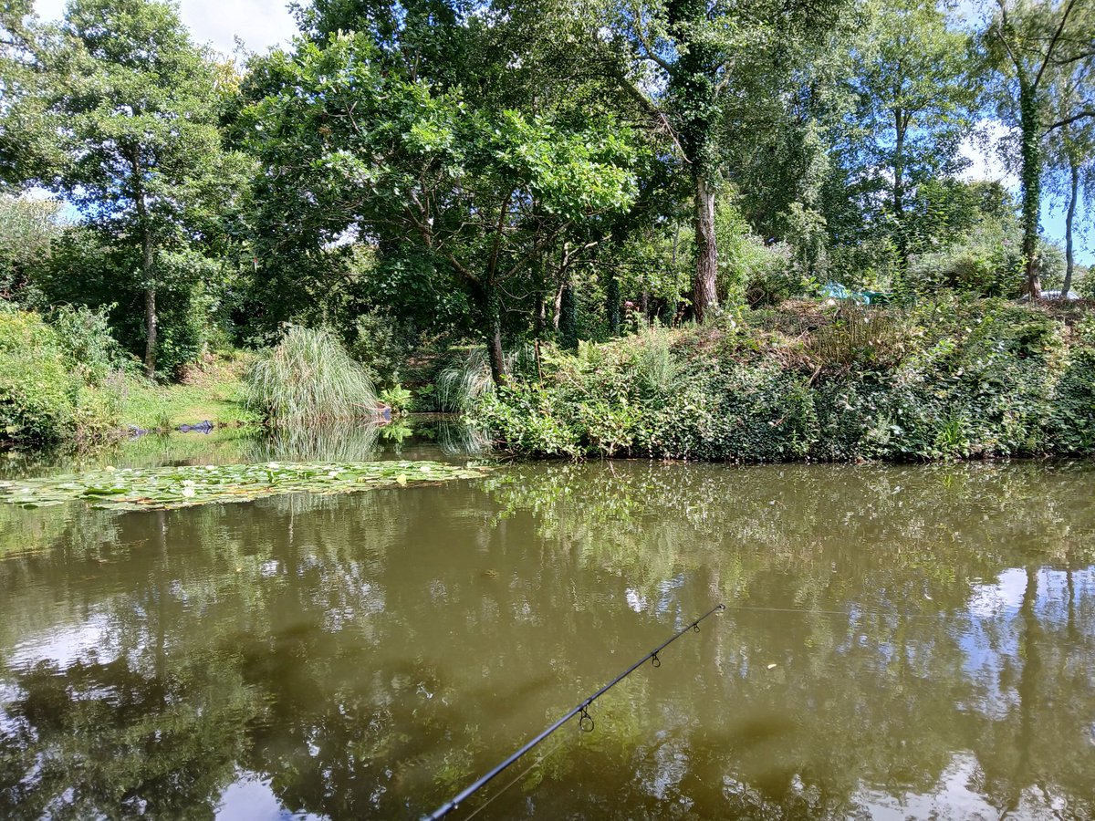 View over the rod top today