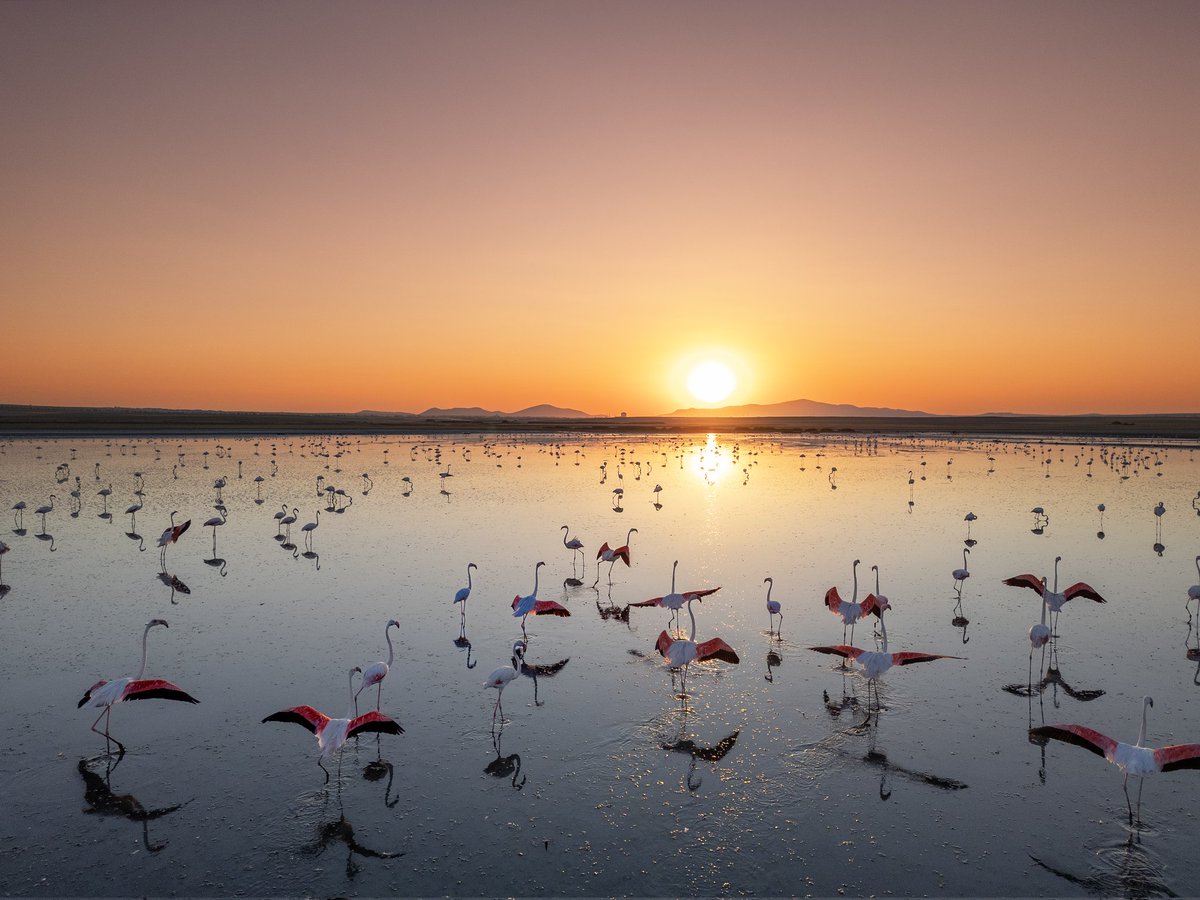 Kuşlardan başlayalım mı? Ben en sevdiklerimden başlayayım 🦩🦩🦩