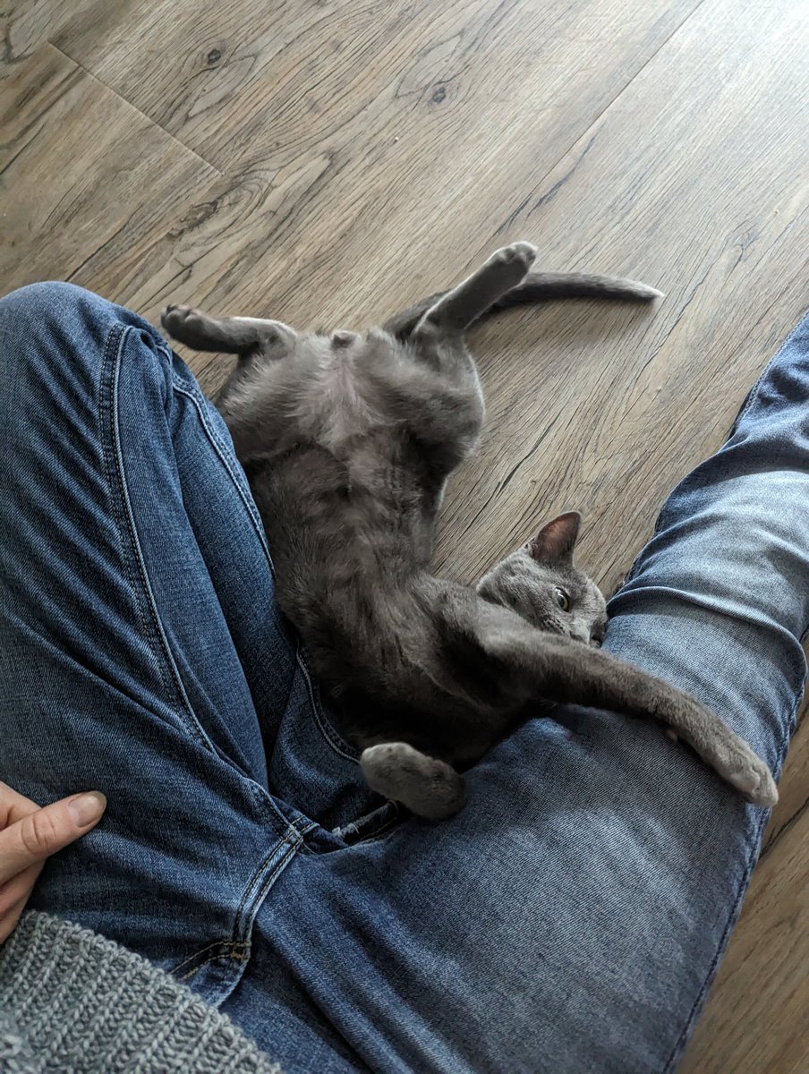 May_yen's tweet photo. Mr Rager 
You bring so much life and finesse to my life💯🙏🏼🎉
When you name your cat after your favorite artist's creation...he definitely embodies the Rager vibes ☺️
@KiDCuDi #catofgrey https://t.co/DZ0vanzdqH