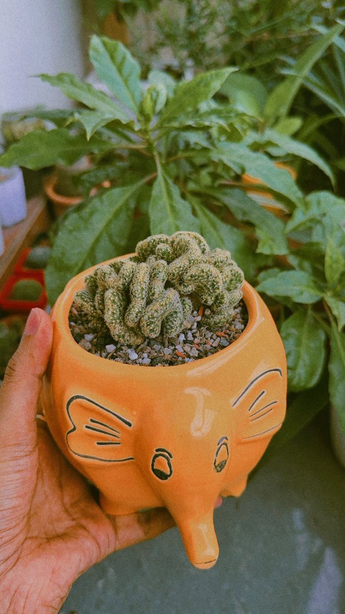 Ahmed_Pabel's tweet photo. Gardening is peace. 🪴🏡

#Bangaladesh #garden #gardening #cactus #flower https://t.co/GYocazi8Ve