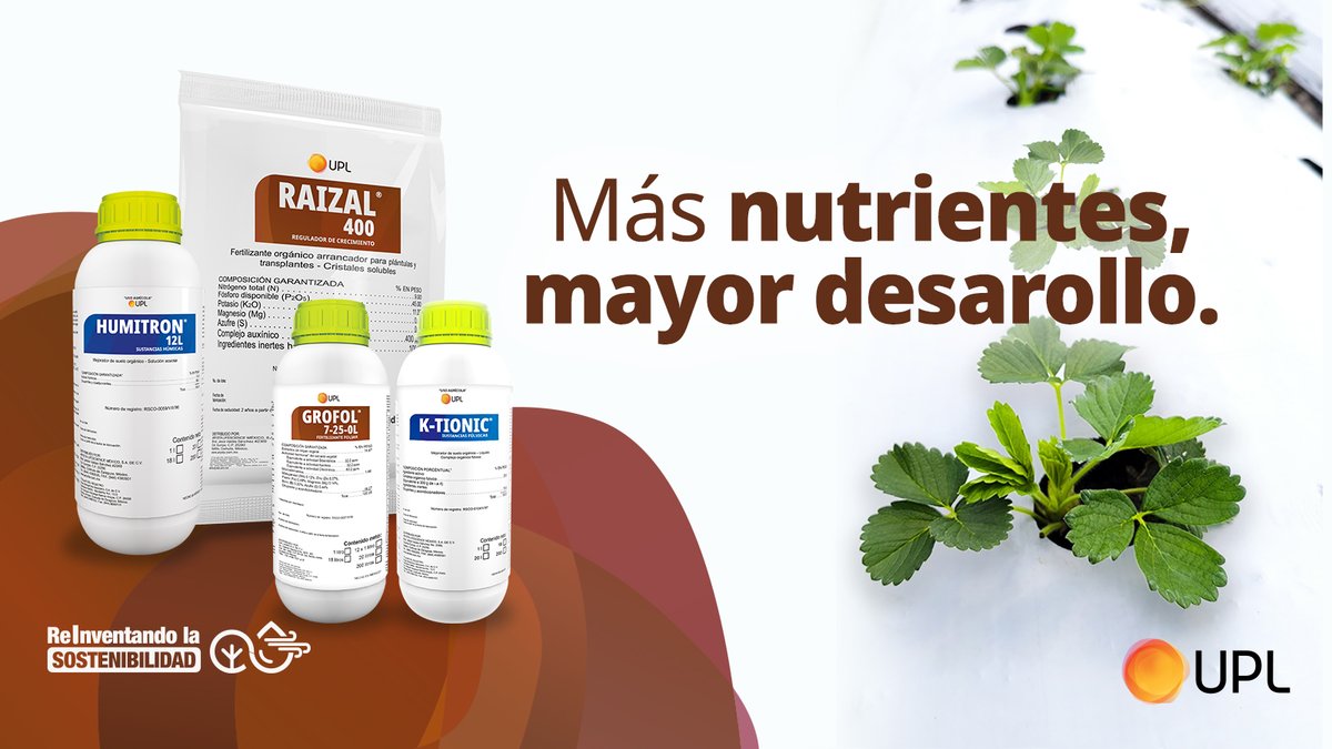 uplagro_mexico's tweet photo. Favorece el establecimiento de tus fresas, con un buen desarrollo radicular y asegura la rápida asimilación de los nutrientes. 🍓✨

#UPLMéxico #Humitron #Raizal #Grofol #Ktionic https://t.co/zB9jYwPBHx