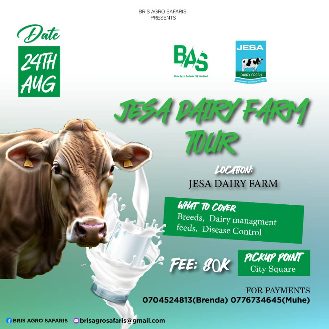 HTuryahebwa's tweet photo. We are organizing a Study Tour to Jesa Dairy Farm,the biggest Dairy Farm in Uganda
Come prepared to learn a f go and start.
For more Hillary+256700363697 https://t.co/cs2jYedBaV
