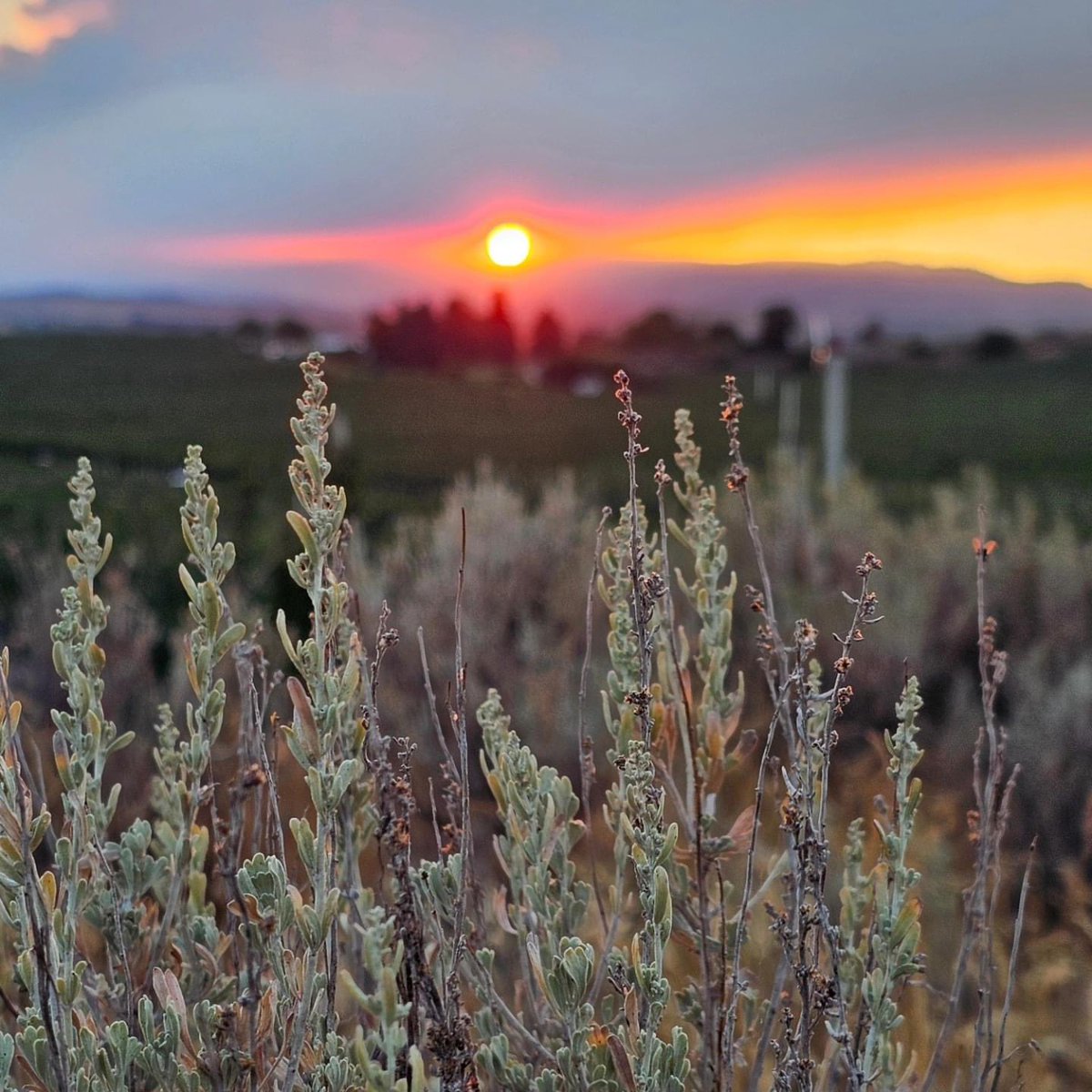 wxguymike's tweet photo. Hauntingly beautiful. Yakima Valley. Photo courtesy of Justin Tornow. #Retreatfire https://t.co/0tHm9jNR8D