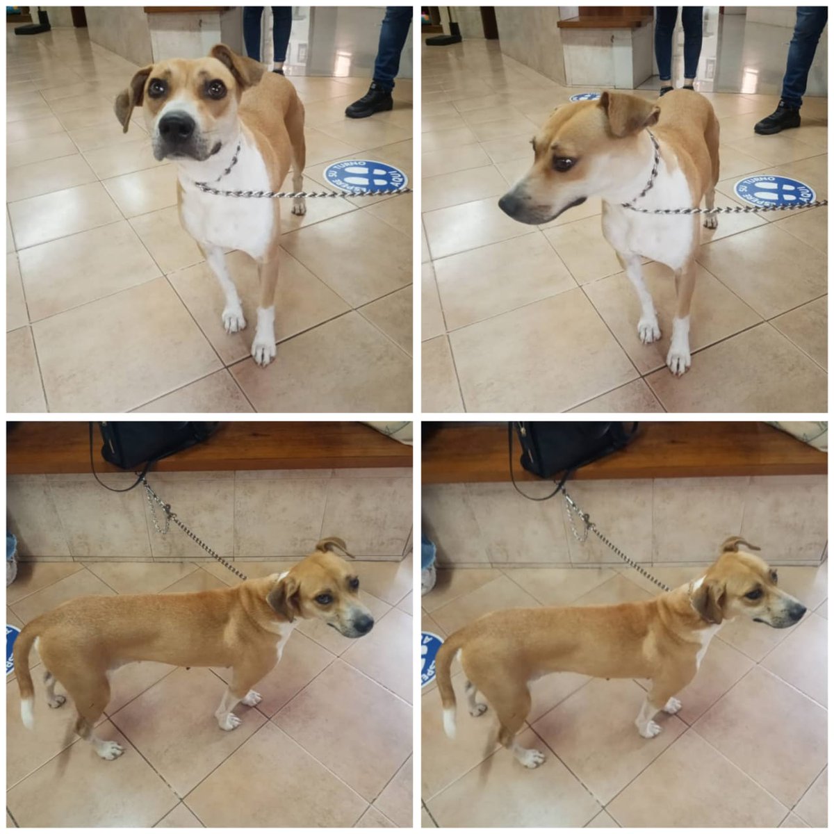 SE BUSCA A SUS DUEÑOS RT URGENTE.
 Hembra, jóven, está limpia,  uñas cortas y orejas pulcras, muy dócil. Rescatada en la Urb. La Alameda. No sabemos si se trata de un extravío o de un abandono.04166061153 <a href="/PerroUsuario/">PerroUsuario Wof '•'</a> <a href="/anitavidalp/">Anita Vidal</a> <a href="/jjjs1954/">Judith Jaimes</a> <a href="/claudiacgg/">Claudia González 🇻🇪</a> <a href="/unapataamigaccs/">UNA PATA AMIGA INDEP</a>