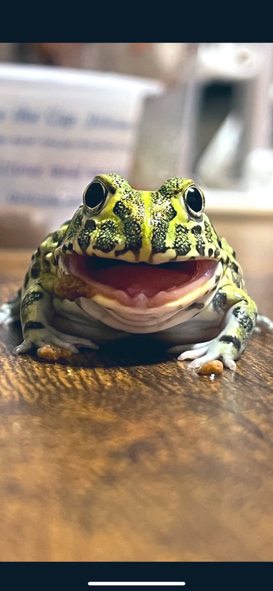 nocontextfrogs tweet picture
