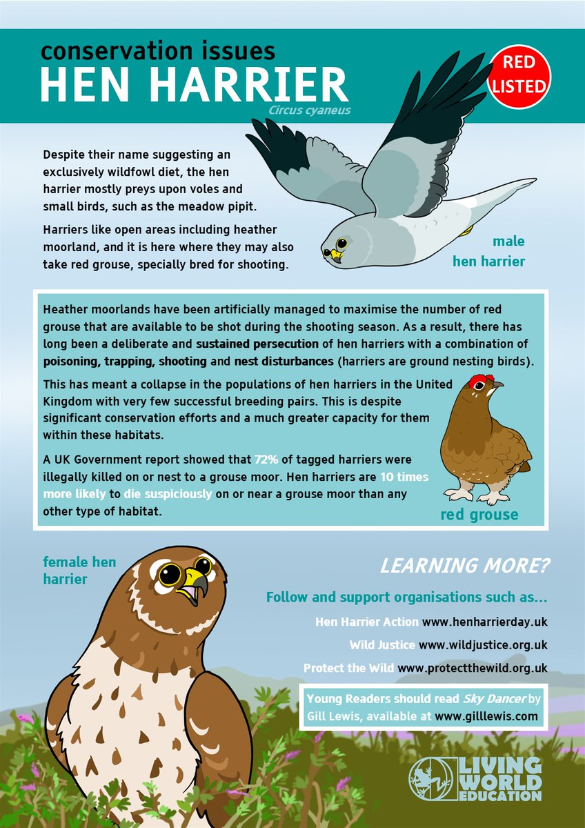 LivingWorldEdu's tweet photo. Why go to #HenHarrierDay on Saturday?
Arming #teachers and #learners with material to discuss #conservationissues starts with the #henharrier free via my website
@HenHarrierDay @WildJustice_org @ProtectTheWild_ @gill__lewis @ChrisGPackham @GreeneIndy @DerbysWildlife https://t.co/dAvRdJPQZ8