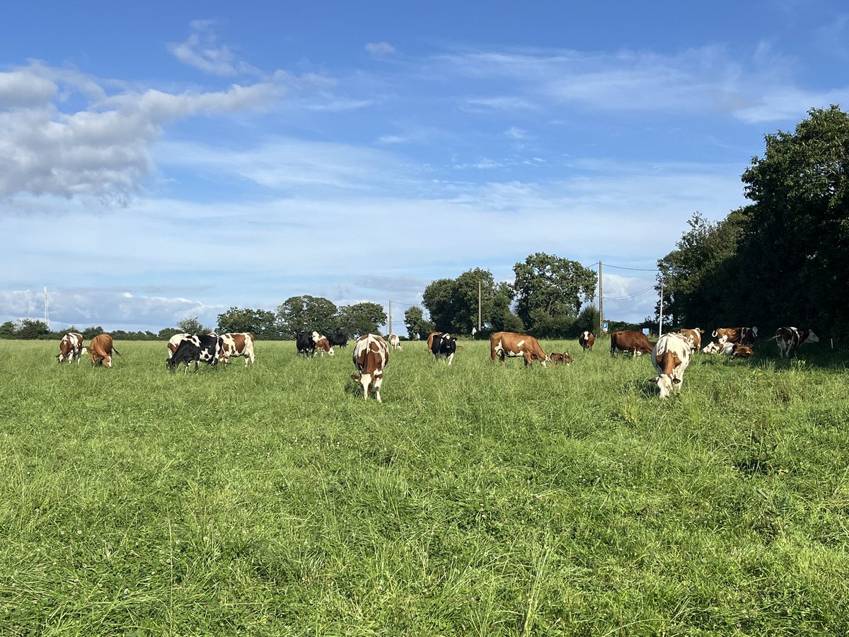 ProCROSS tweet media