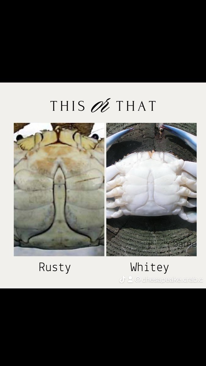 ConnectionCrab's tweet photo. Rusty Crabs or Whitey Crabs? Which do you guys prefer? https://t.co/8HlfaaaztS